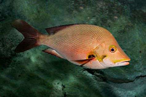 Lutjanidae .